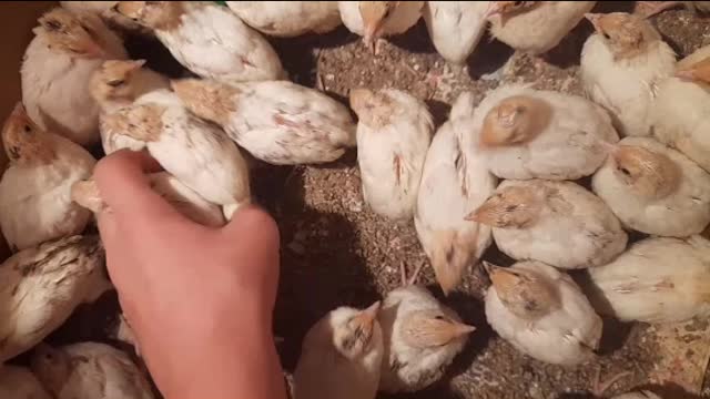 Small chickens top video hahha