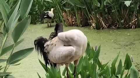 Red-crowned cranes