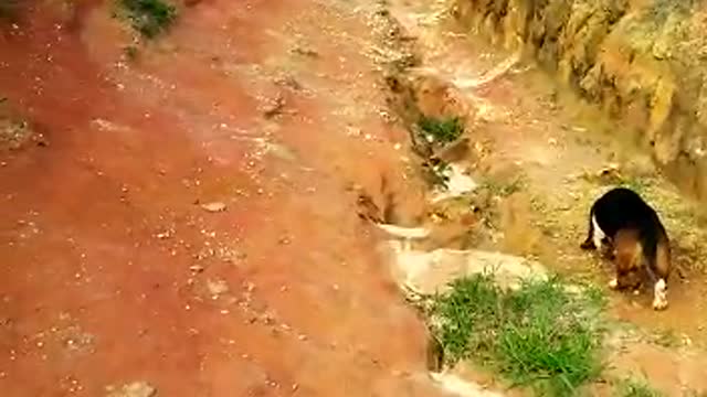 dalmatians and basset hound on dirt road