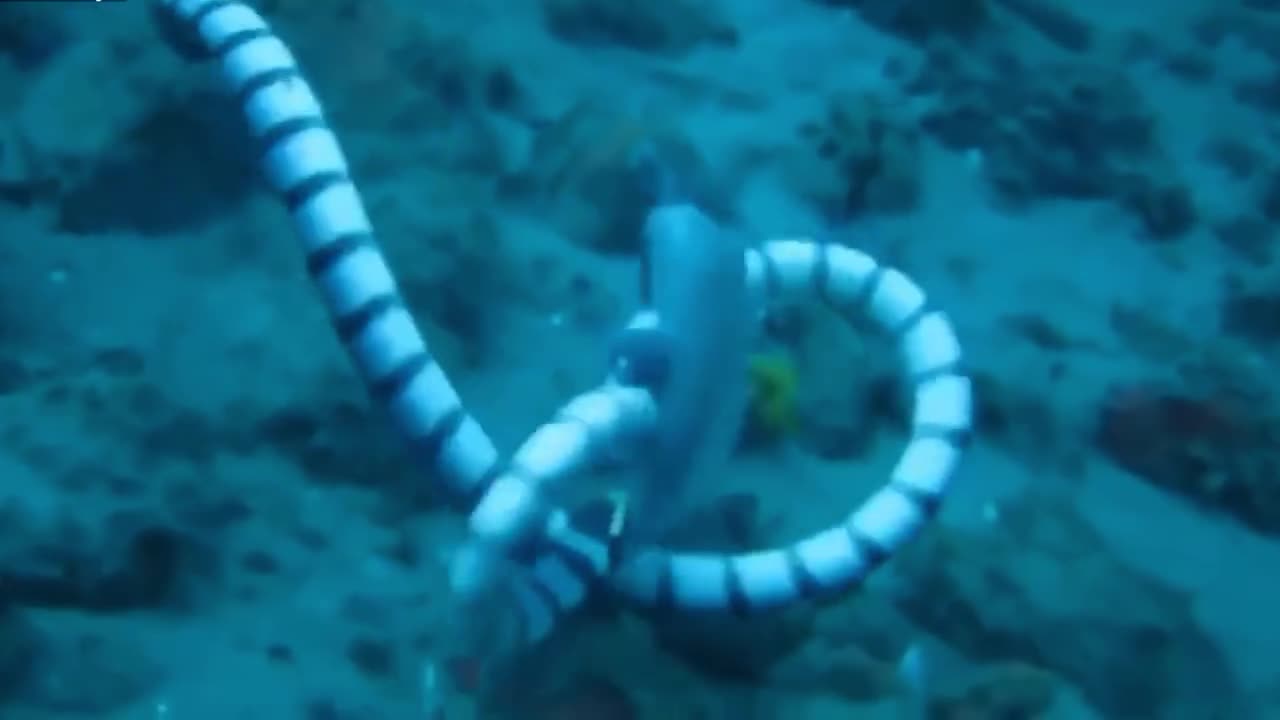 Sea snakes and moray eels