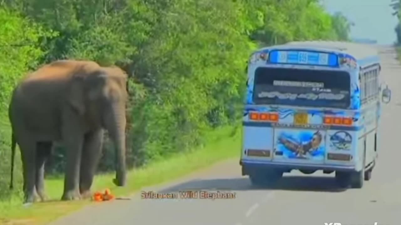 Dangerous attacks by elephants