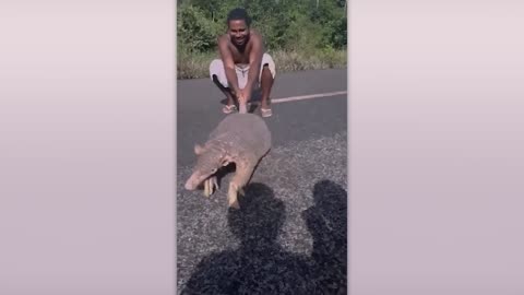 30 Minutes Of Funniest Animals Caught On Camera