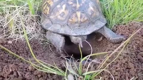 Have you ever seen a turtle laying eggs before?