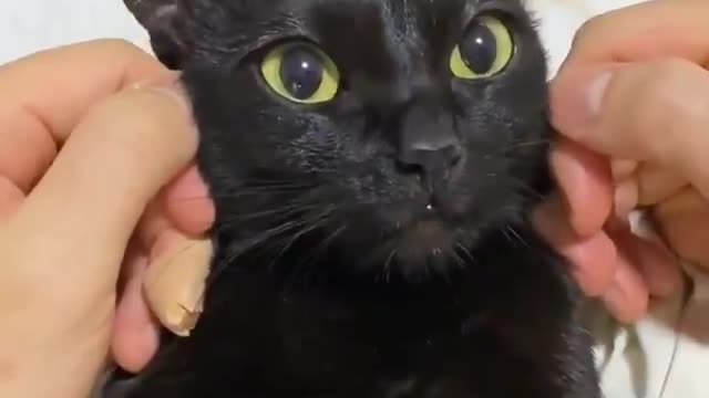 A cat with its ears pricked up