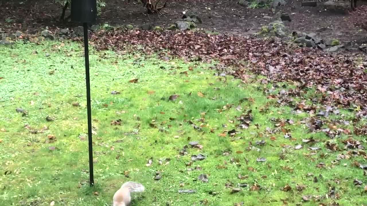 Squirrel Outsmarted by Slippery Bird Feeder