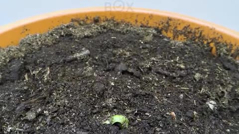 plantation duration in fast-forward