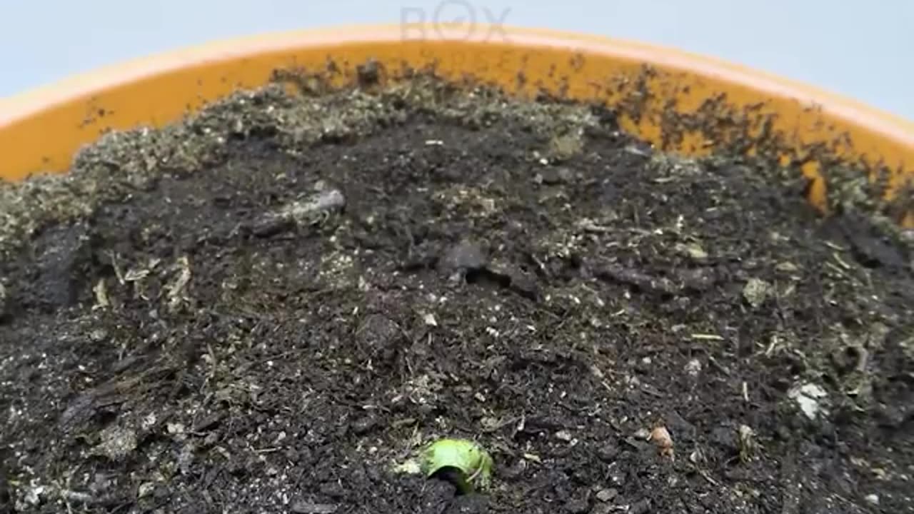 plantation duration in fast-forward