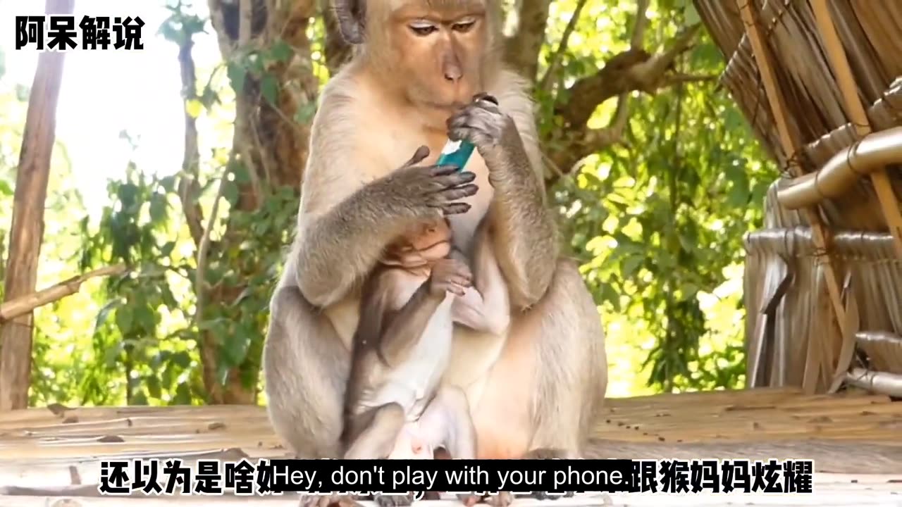 Monkey finds lighter, thinks it's a new kind of drink and almost chipped its tooth