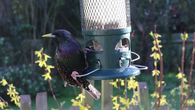 Starling