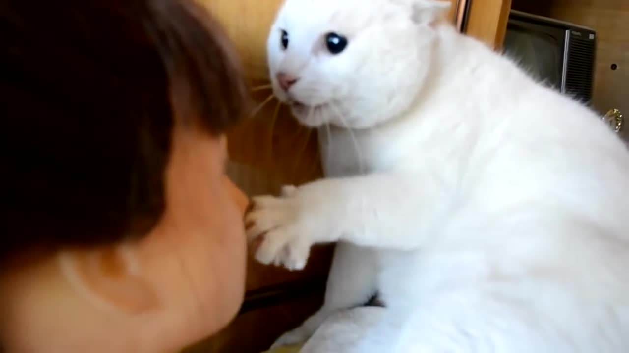 White Angry Cat joke