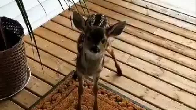 This deer came to my door|funny videos|cute moments