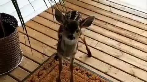 This deer came to my door|funny videos|cute moments