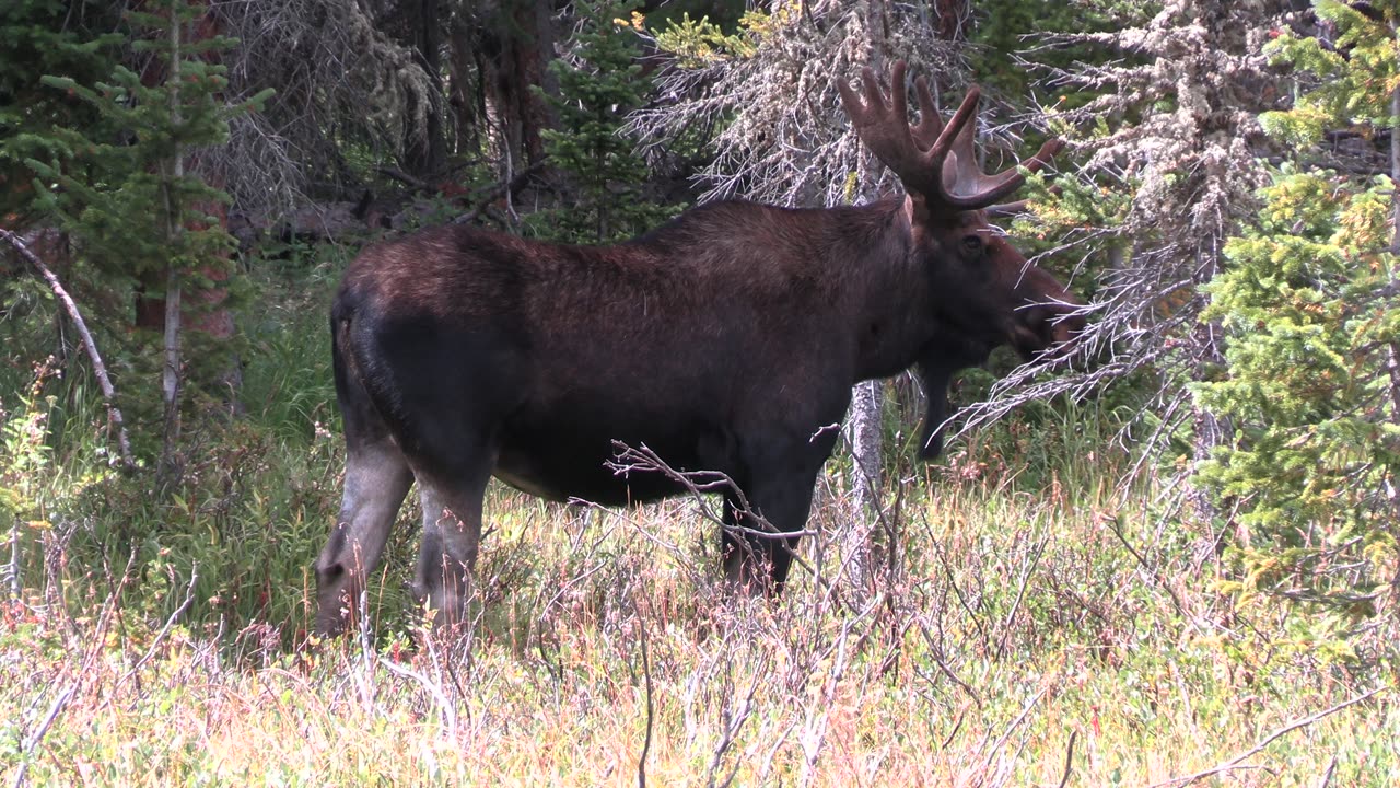 9-3-23 Long Draw Road Wildlife