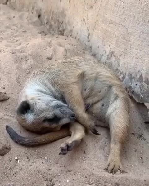 The best experience at bedtime is to dive into the ocean of laughter