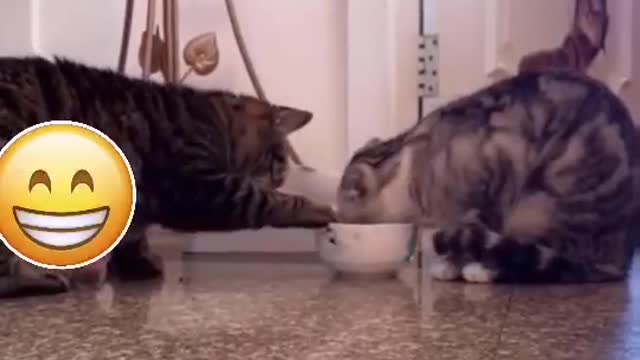 Cats eat with each other is not beautiful