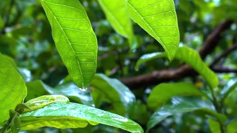 Rain White Noise Sounds For Sleeping, Study, Relax, Insomnia - 7 minutes of Rain Drops Sounds #10
