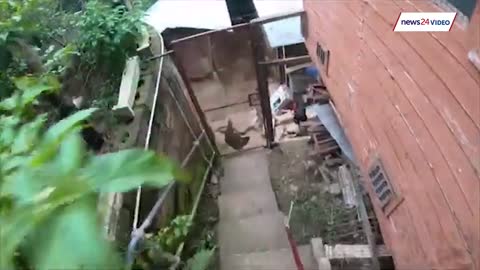 WATCH| A Black mamba, one of the most Venomous snakes captured on Camera