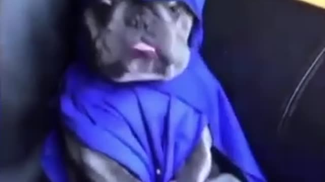 a batman dog that eats like a human