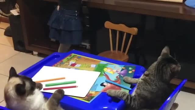 Teacher teaching cats to speak