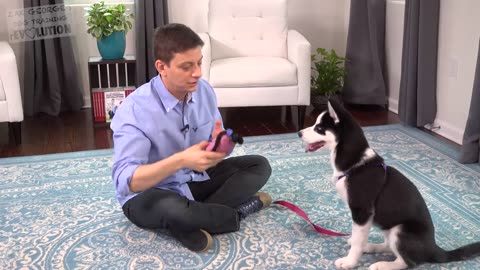 How to Teach your Puppy to Listen When they Won't!