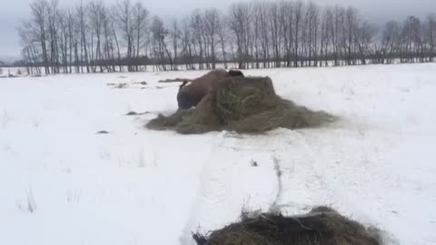 Young Bison Plays with Food