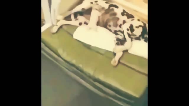 Cute Animals new video.