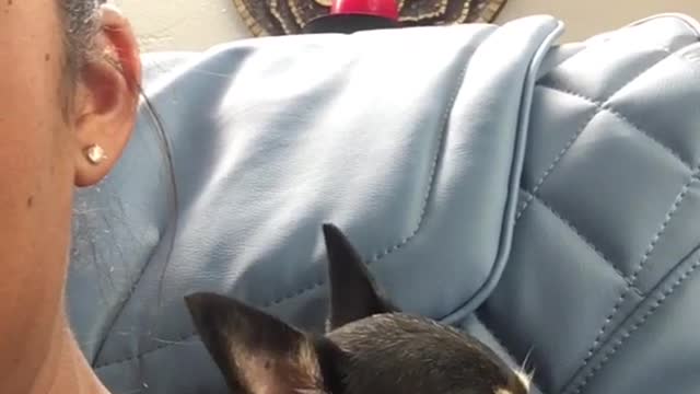 Small dog loves blue massage chair