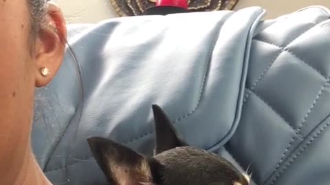 Small dog loves blue massage chair