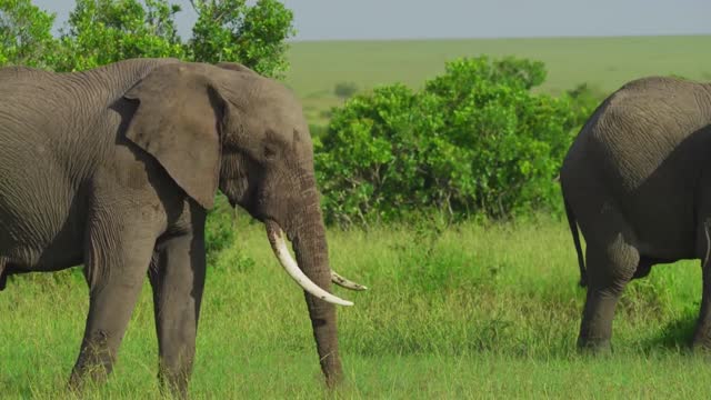 Beautiful wild elephant