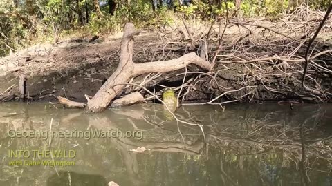 Against All Odds, Survivors In A Dying Forest