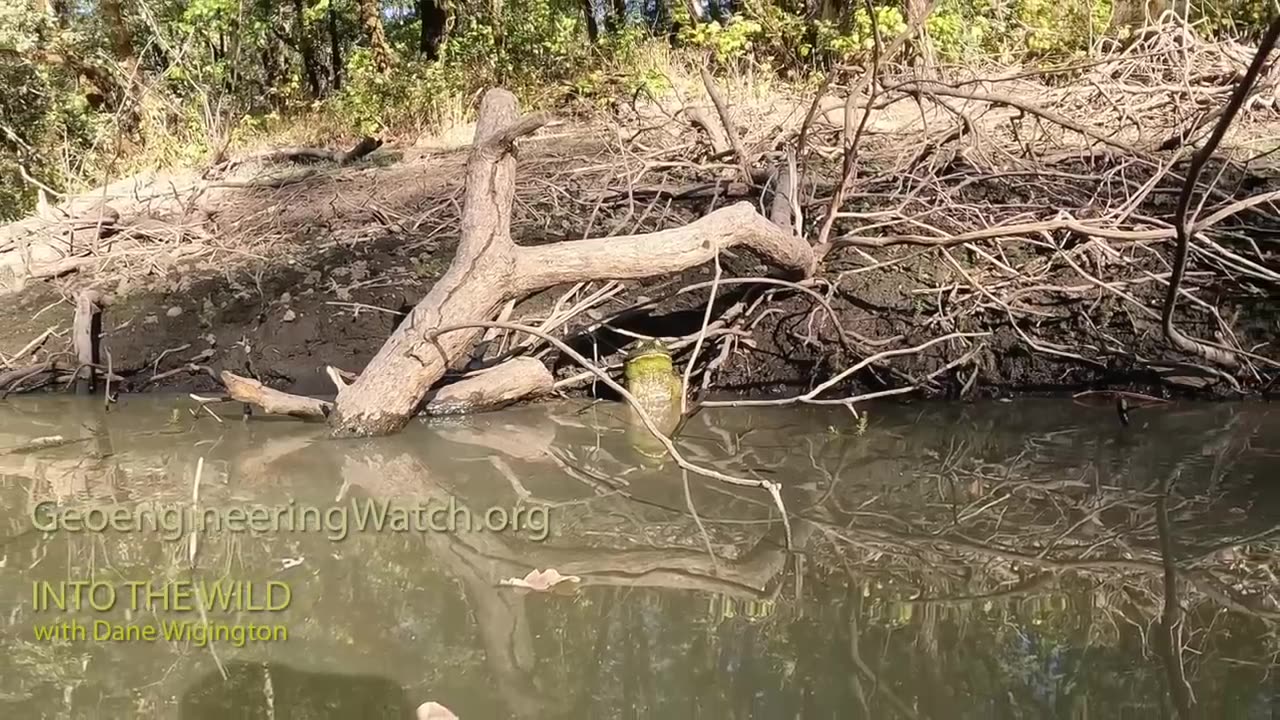 Against All Odds, Survivors In A Dying Forest