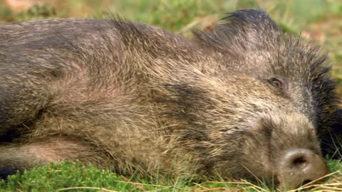 Mother boar. Feeding children