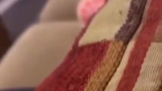 7.sad cat 😅 #shorts