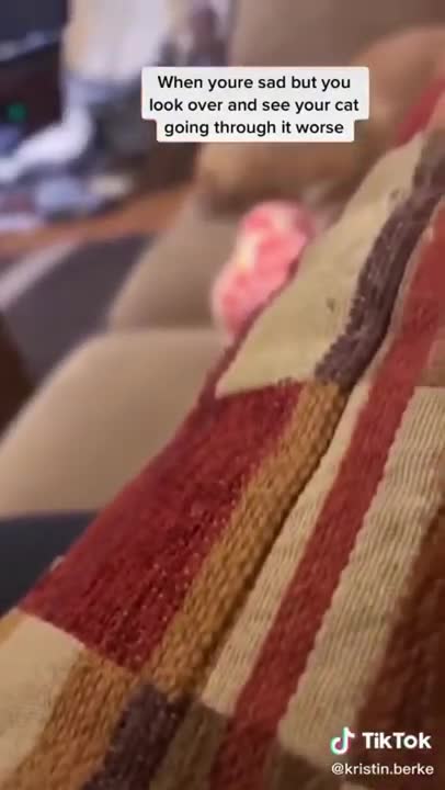 7.sad cat 😅 #shorts