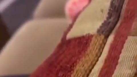 7.sad cat 😅 #shorts