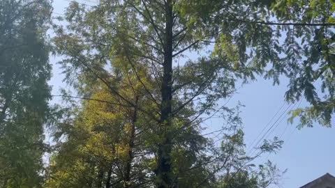 Tall trees on the side of the road in the countryside