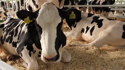 Cows on livestock farm