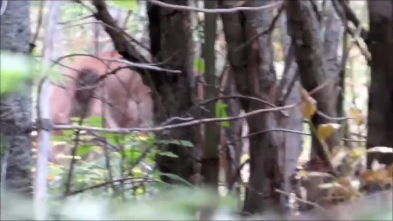 8 Mountain Lion Encounters That Will TERRIFY You