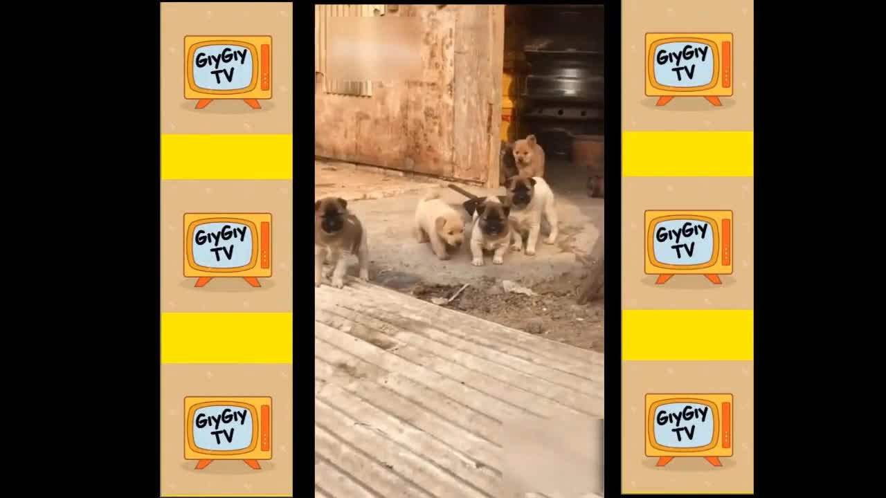 Quick Videos Of Funny And Cute Pets #12