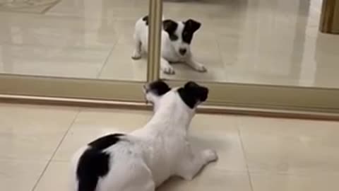 Confused Puppy Barks at Their Own Reflection in Mirror - 1276048