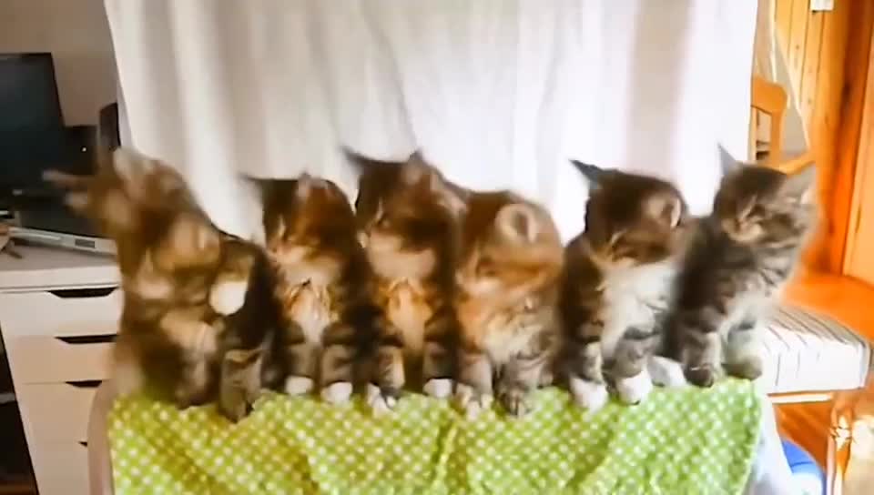 Group dance of cute kittens