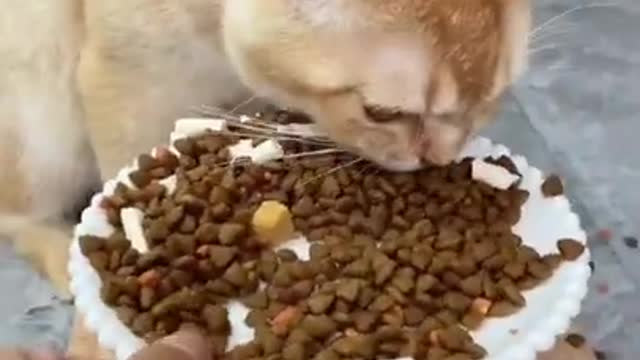 Fail ops Moments Clios #shorts 🤣_ #trending #animals #funny #reels