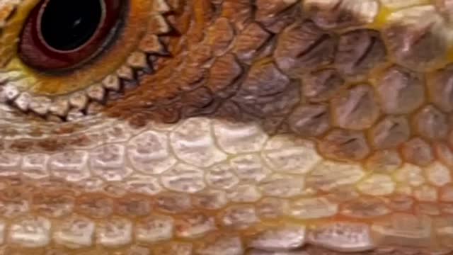 Meet my son. He’s mr. Cerebus