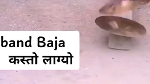 Funny dog