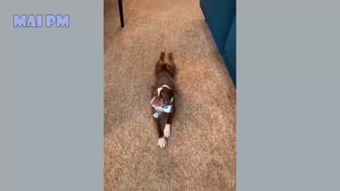 Funniest dog Amazing videos must Entertainment