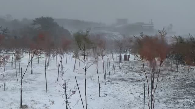 Blizzard on jeju