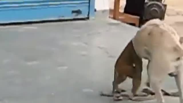 monkey is playing with a dog