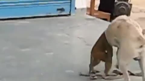 monkey is playing with a dog