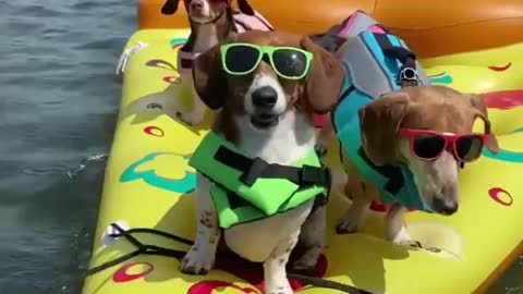 Who said Dogs can't have fun!!