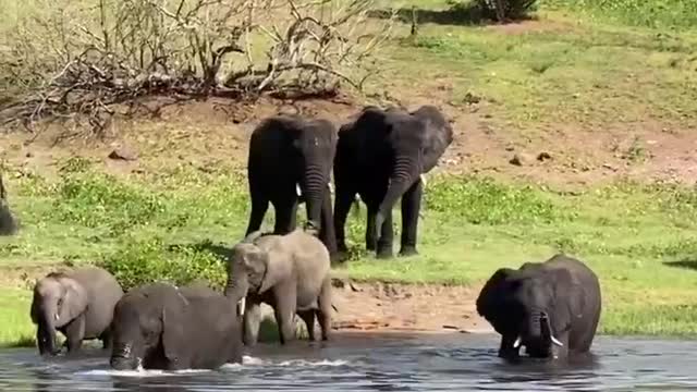 Bath Time elephants !